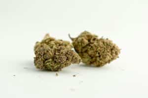 cannabis email marketing